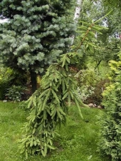 Picea abies 'Inversa' 